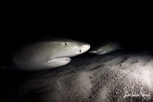 The Lemon Sharks of Tiger Beach come for a visit into our... by Steven Anderson 